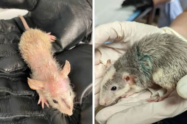 112 pet rats have been rescued by the RSPCA from one ammonia soaked room at Lancashire property with no food or water 