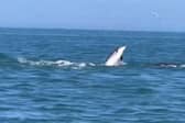 Dolphin pod filmed in the water near Bridlington. Credit: Steve Race Wildlife Photography 