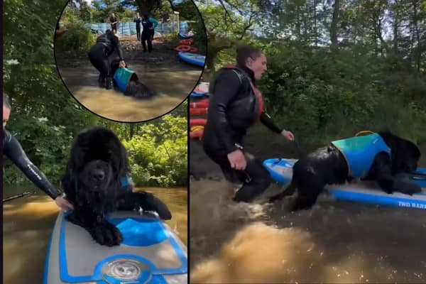 Hobie the paddleboarding dog loves being in the water so much he just REFUSES to get out! 
