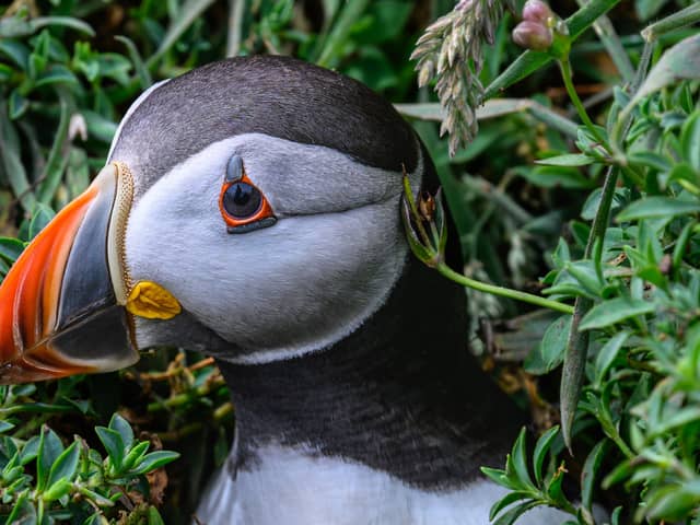 One of the Skomer Island puffins on the colony near Penbrokeshire. Credit: David Lister photography