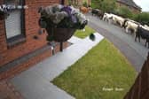 A herd of 45 cows escaped to explore the streets of Ripon. 