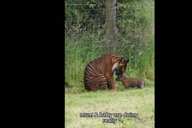 Zaza the Sumatran tiger cub at Manor Wildlife Park in Pembrokeshire