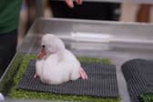 Adorable fluffy flamingo chicks hand-reared at Whipsnade Zoo