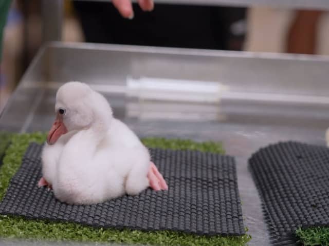 Adorable fluffy flamingo chicks hand-reared at Whipsnade Zoo