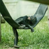 This cheeky Bonobo is having a well-earned rest