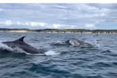 Dolphins playfully leap beside boat in Bridlington. Credit: Steve Race Wildlife Photography