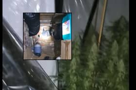 Cannabis farm found in underground tunnel