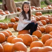 Pick your own pumpkin straight from a farmer’s field, is one of our top activities this Halloween
