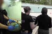 NCA seize cannabis hauls at UK airports and arrest smugglers.