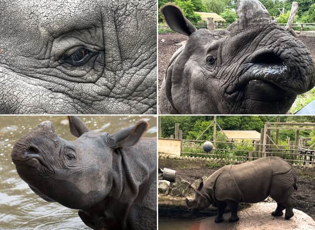 Qabid arrived in Edinburgh Zoo in 2018 aged 3