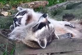 Adorable sleepy raccoons lounge around at Northumberland Zoo