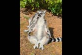 Adorable video shows lemurs ding yoga in the sun at Blackpool Zoo