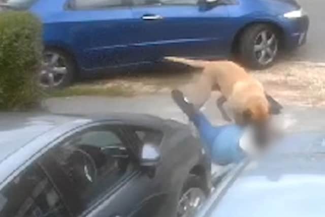 Video shows attack by dog in Dagnam Crescent, Arbourthorne. Picture: South Yorkshire Police