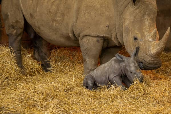The male white rhino calf with mum Fahari at Whipsnade Zoo in Beds. 