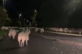  Hundreds of escaped sheep were pictured blocking a bypass in the early hours of the morning - after a country gate was left open. 