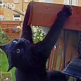 Daredevil cat makes superhero jump