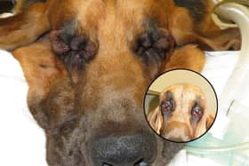 Six-year-old Luca the Bloodhound struggled to see - until he had a facelift!
