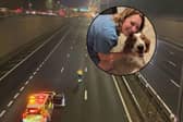 A lost dog has been reunited with his owner - after she caused the motorway to temporarily shut down 8 TIMES!!!