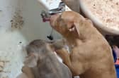 Video footage released by South Yorkshire Police showed Russel's dogs scrambling for water. The bathroom is filthy and appears to be covered in faeces.