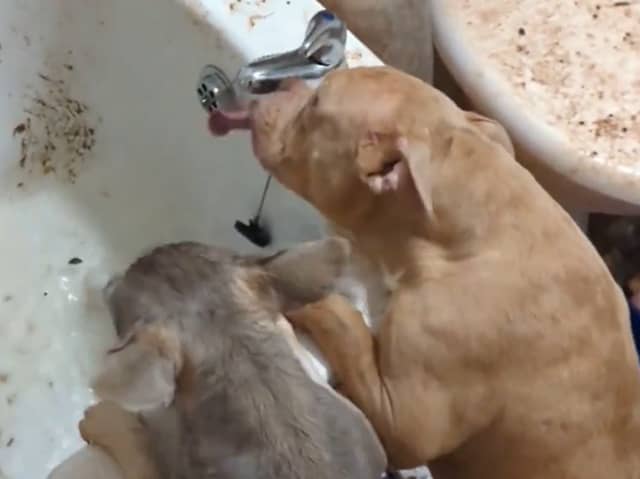 Video footage released by South Yorkshire Police showed Russel's dogs scrambling for water. The bathroom is filthy and appears to be covered in faeces.