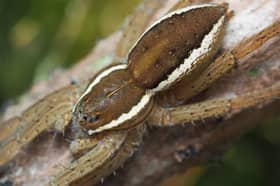 Fen raft spider.