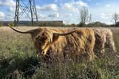 Two Highland cows named Colin and Harry have now arrived at Sinfin Moor Park Local Nature Reserve