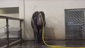 Mary the elephant takes a shower.