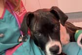 Bruno the dog recovering after the surgery at Manchester PDSA Pet Hospital