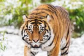 Tigers in the snow at West Midlands Safari Park.