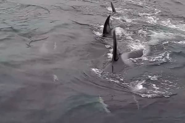 Donna Marie Woodhouse had an incredibly close encounter with a pod of orcas.