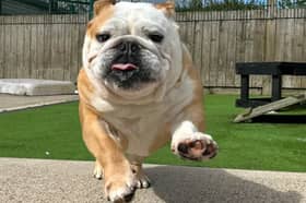 Bertie is looking for an adult only home with owners who understand his history and are happy to build his confidence outdoors at his pace. He will need to be the only dog in the home however he does have lots of calm doggy walking friends here at the centre.