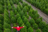 Owner Toby Ryley at Friezeland Christmas tree farm in Warwickshire