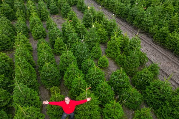 Owner Toby Ryley at Friezeland Christmas tree farm in Warwickshire