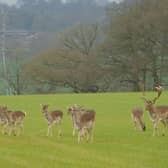 A total of 259 homes were planned for land between Spondon and Spondon Wood where deer graze