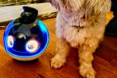 review of the Enabot X pet and family companion robot