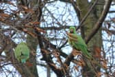 Local David Turner captured ring-necked parakeets at Alvaston Park Lake in Derby.