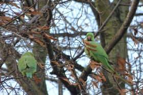 Local David Turner captured ring-necked parakeets at Alvaston Park Lake in Derby.