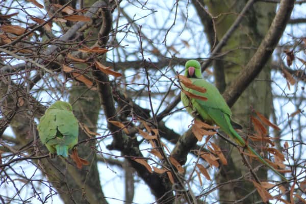 Local David Turner captured ring-necked parakeets at Alvaston Park Lake in Derby.