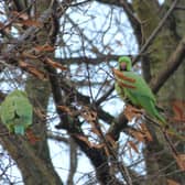 Local David Turner captured ring-necked parakeets at Alvaston Park Lake in Derby.