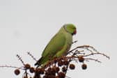 David Turner has captured photos of the exotic birds in Derby