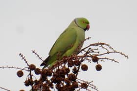 David Turner has captured photos of the exotic birds in Derby