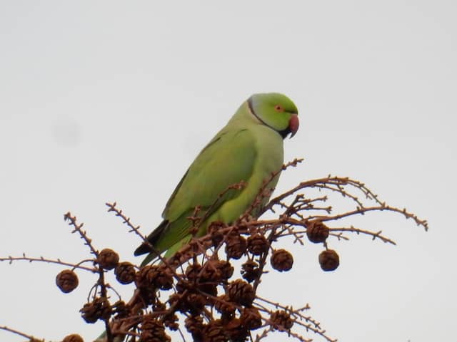 David Turner has captured photos of the exotic birds in Derby