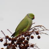 David Turner has captured photos of the exotic birds in Derby