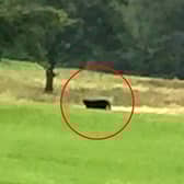 Big cats sightings are regularly reported across the UK.
