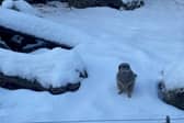 A meerkat enjoying the snow at Knowsley Safari.