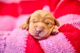 Guide Dogs is celebrating the first litter of puppies born to the charity in 2025