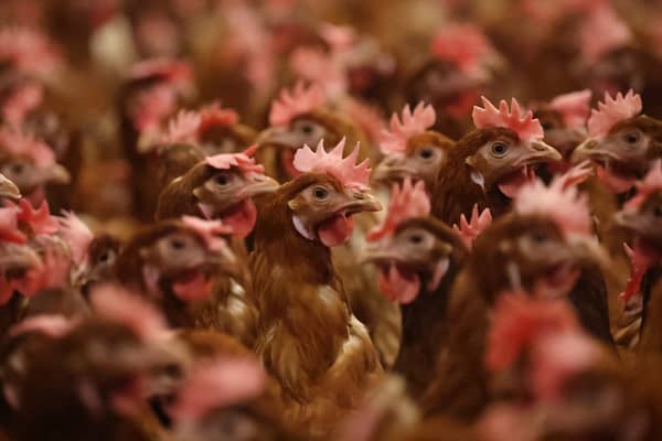Bird flu is rare in humans, but it can be serious or even deadly.