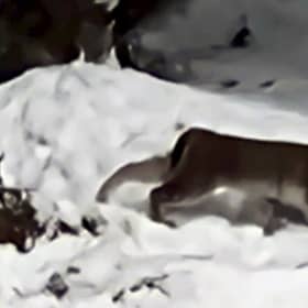 Lynx spotted in the Cairngorms National Park