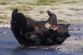 North American black bears playing on the ice at Woburn Safari Park in Bedfordshire.