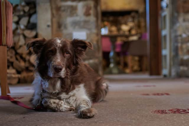 Dogs are more than welcome at the Devonshire Arms at Beeley